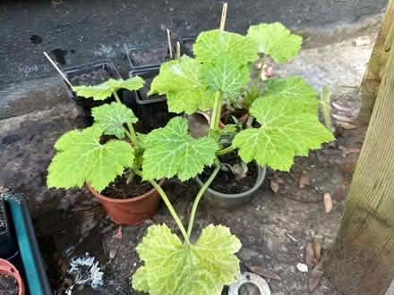 Photo of free 3x courgette plants (Peasedown St John) #1