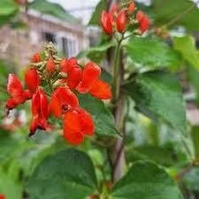 Photo of free Runner Beans Scarlett Emperors (Orgreave S13) #1