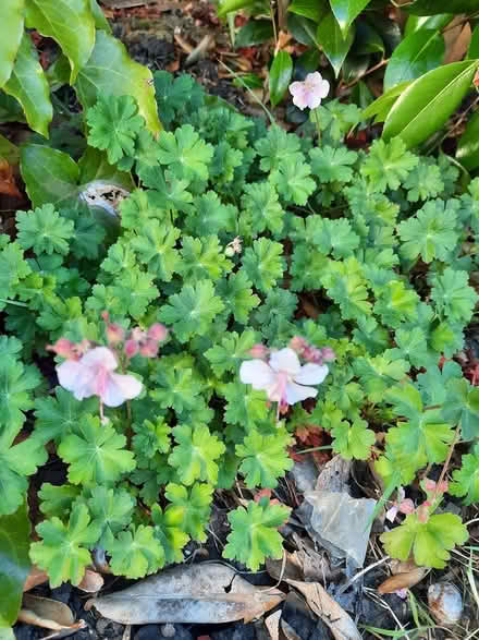Photo of free Geranium Cantabrigiense Biokovo (Morden SM4) #2