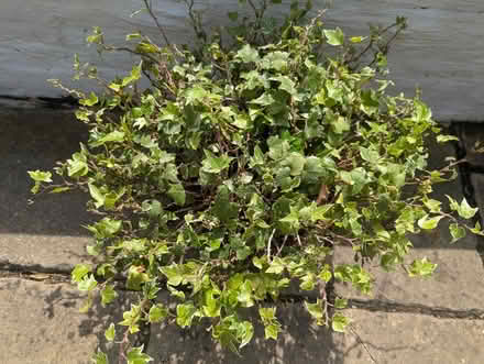 Photo of free Garden ivy (Yate BS37) #2