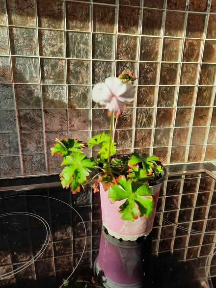 Photo of free Geranium Cantabrigiense Biokovo (Morden SM4) #1
