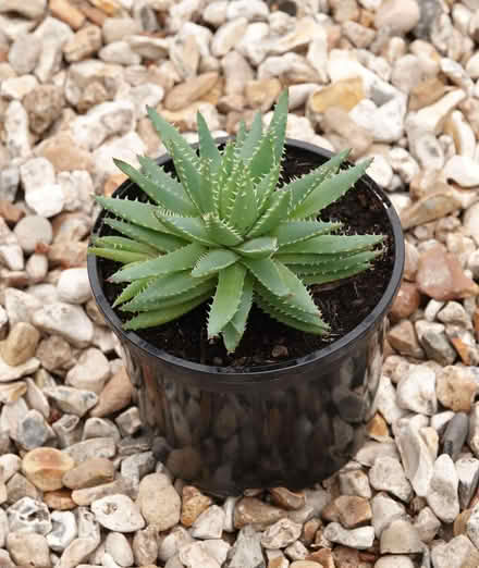 Photo of free Houseplants (Kingsway) #2
