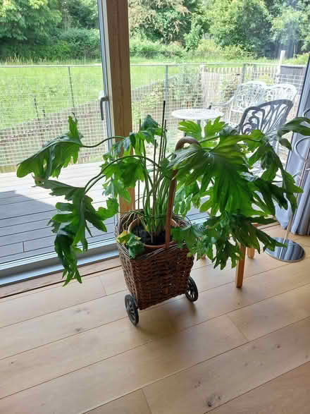 Photo of free Houseplant (Stanstead St Margarets SG12) #2
