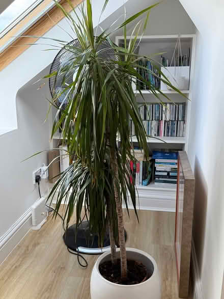 Photo of free Houseplant (pot not included) (Exeter EX2) #1
