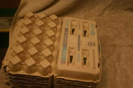 Photo of free Egg Cartons - cardboard (Great Bridge) #1
