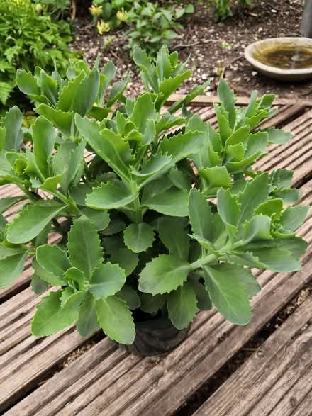 Photo of free Garden plants (Grandpont OX1) #4