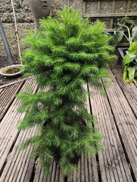 Photo of free Garden plants (Grandpont OX1) #2