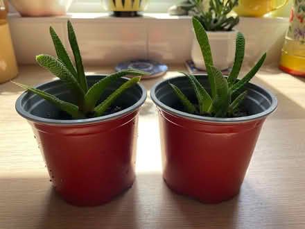 Photo of free Small Aloe Vera houseplants x 2 (Headingley LS6) #1