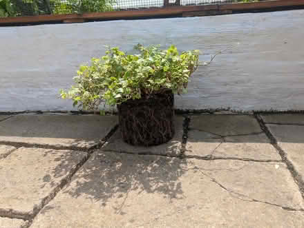 Photo of free Garden ivy (Yate BS37) #1
