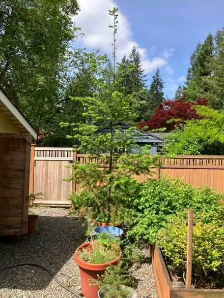Photo of free Adolescent fir tree (Bellevue) #1