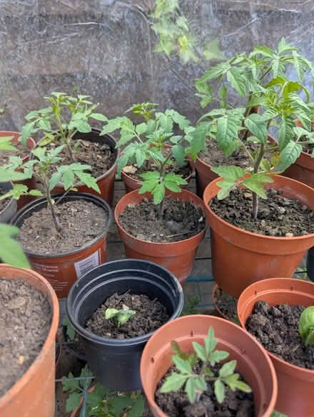 Photo of free Tomato plants (Baldock SG7) #1