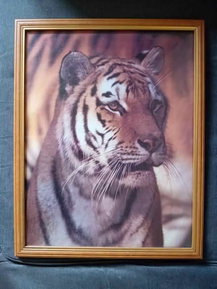 Photo of free Tiger print in frame (Ipswich IP4 5) #1