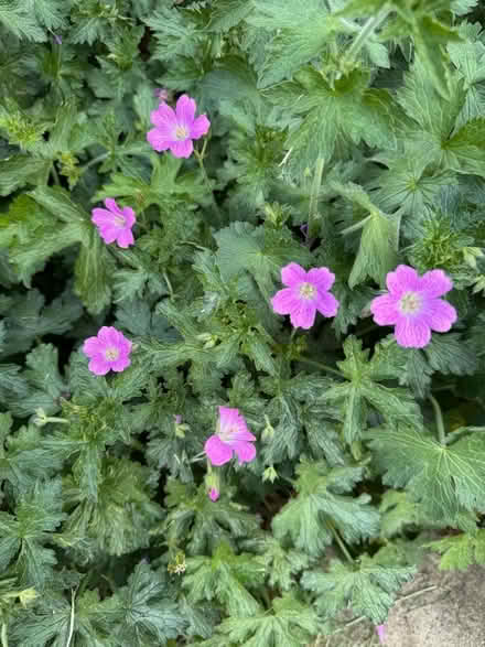 Photo of free Perennial geranium (cranesbill) (Risinghurst OX3) #1
