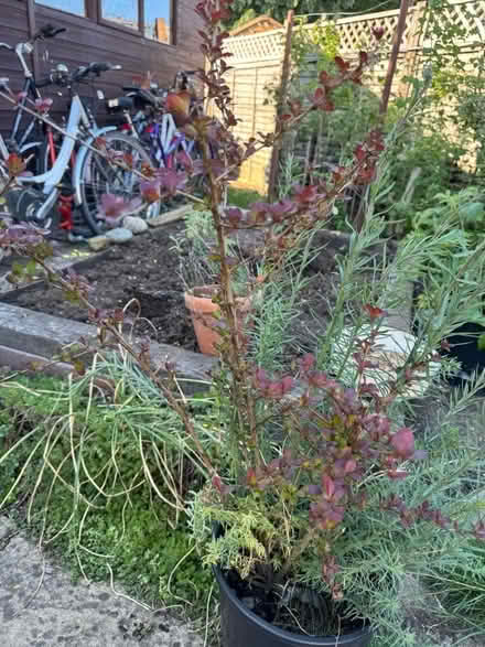 Photo of free Barberry plant (Risinghurst OX3) #2