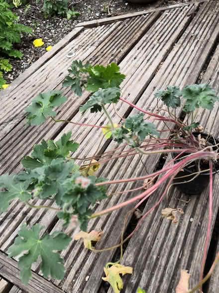 Photo of free Garden plants (Grandpont OX1) #3