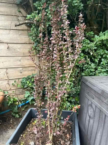 Photo of free Plant and plant pot (Polegate BN24) #1