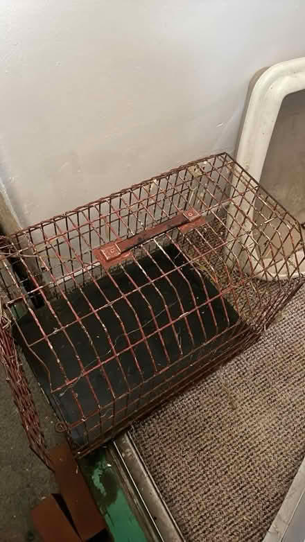 Photo of free cage pet (Denton) #1