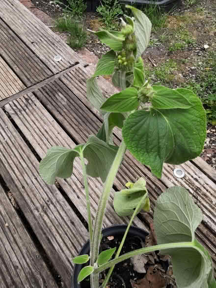 Photo of free Garden plants (Grandpont OX1) #1
