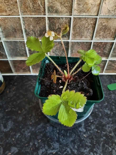 Photo of free Alpine Strawberry plant (Morden SM4) #3
