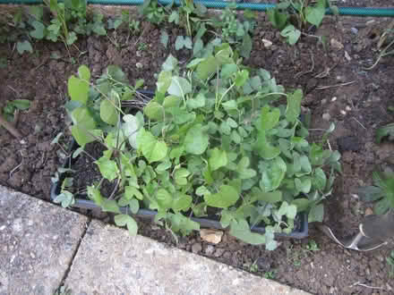 Photo of free Morning Glory seedlings (Portslade) #1