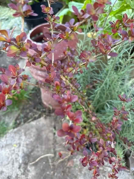 Photo of free Barberry plant (Risinghurst OX3) #1