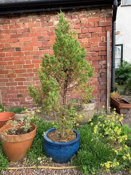 Photo of free Conifer in Pot (Presteigne LD8) #1