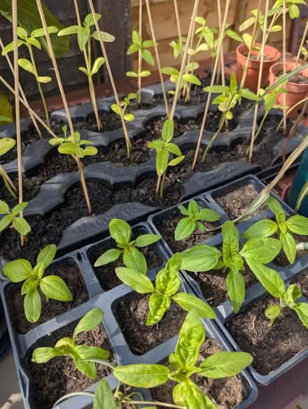 Photo of free Sunflower plants (Baldock SG7) #1