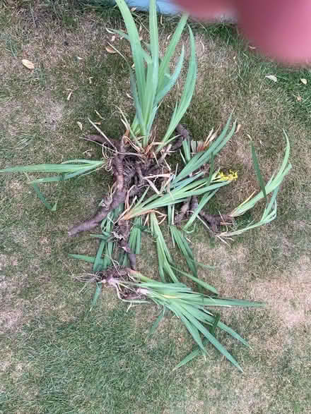 Photo of free Yellow Flag irises (Eversley RG40) #1