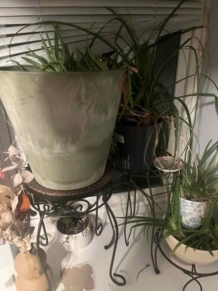 Photo of free More plants (Columbia Heights) #3