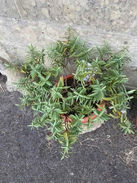 Photo of free Hebe shrub (Southdown) #1