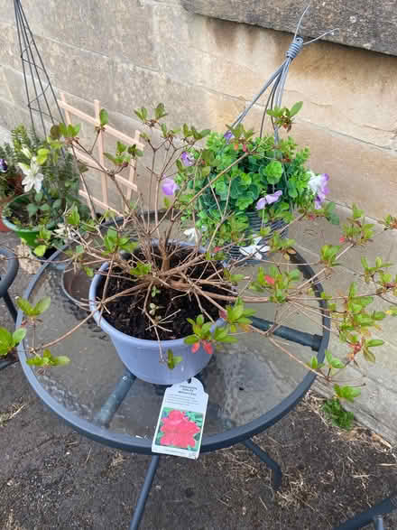 Photo of free Azalea evergreen shrub (Southdown) #1