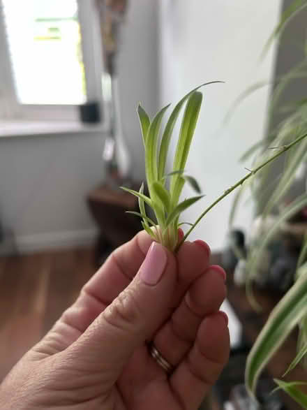 Photo of free Spider plant - off shoots (MK7, Wavendon Gate) #2