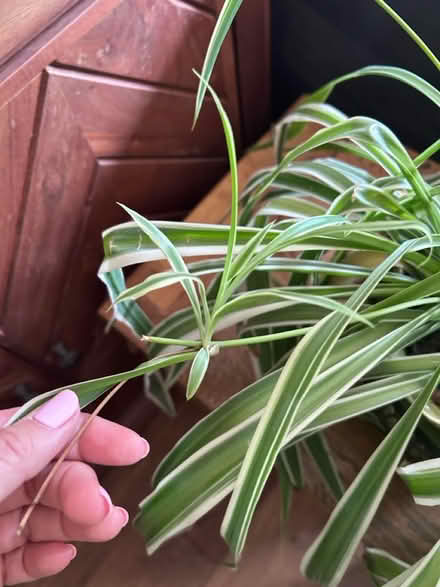 Photo of free Spider plant - off shoots (MK7, Wavendon Gate) #4