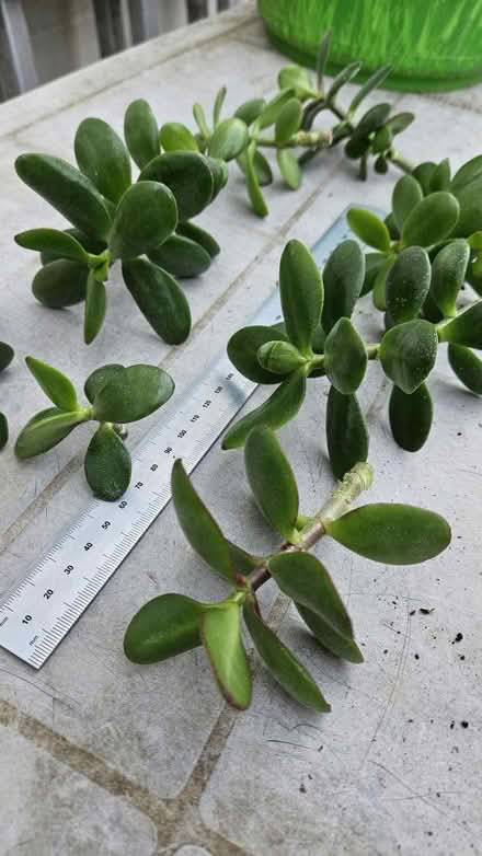 Photo of free Jade Plant Cuttings (ME8 6QL, Gillingham) #1