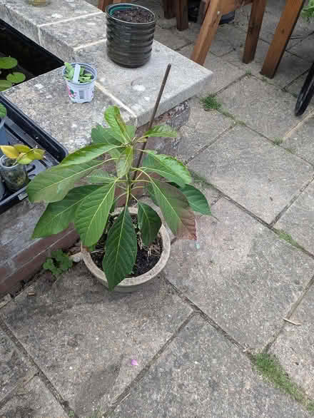 Photo of free Avocado tree (Castlepoint BH8) #1