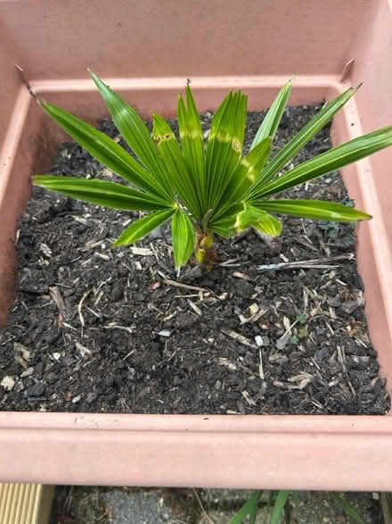 Photo of free Young Palms (Waterlooville PO7) #1