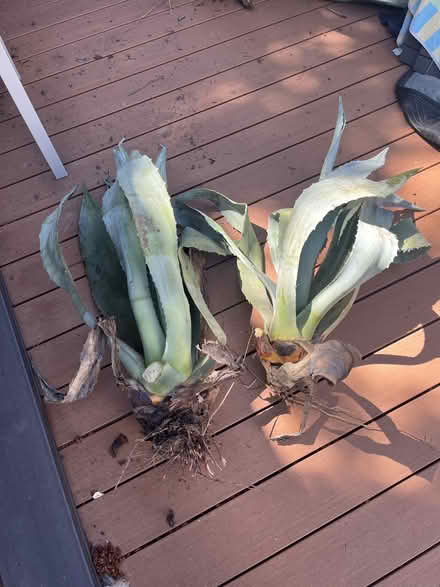 Photo of free Agave Plants for Landscaping (San Rafael, Near Gerstle Park) #2