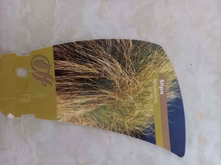 Photo of free Two ornamental grasses (stipa) (New Malden KT3) #3