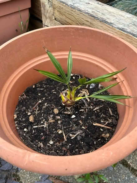 Photo of free Young Palms (Waterlooville PO7) #2