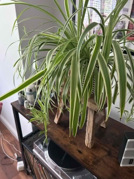 Photo of free Spider plant - off shoots (MK7, Wavendon Gate) #3