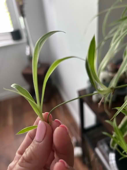 Photo of free Spider plant - off shoots (MK7, Wavendon Gate) #1