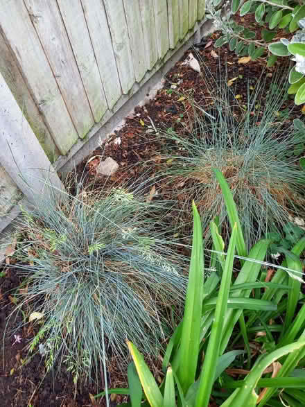Photo of free Two ornamental grasses (stipa) (New Malden KT3) #4