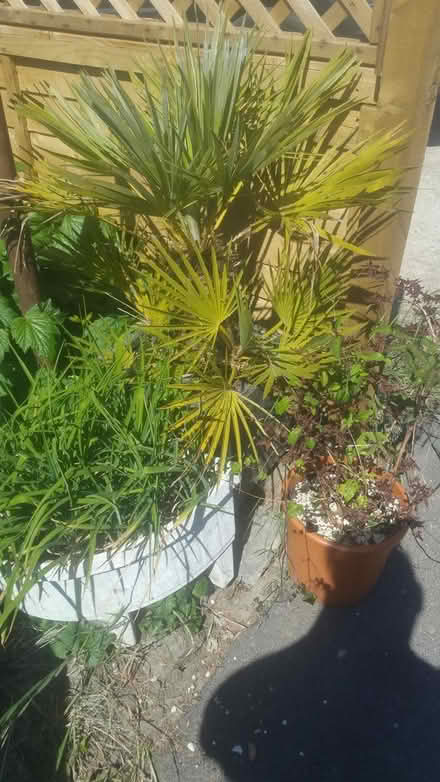Photo of free 2 Spiky Fan palms (S5 8DP) #2
