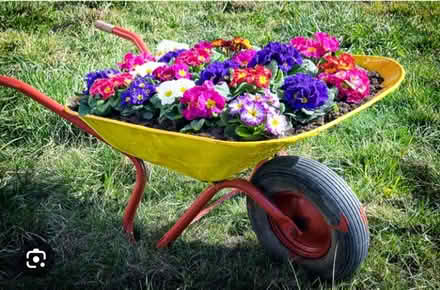 Photo of Small coloured wheelbarrows (Tooting SW17) #1