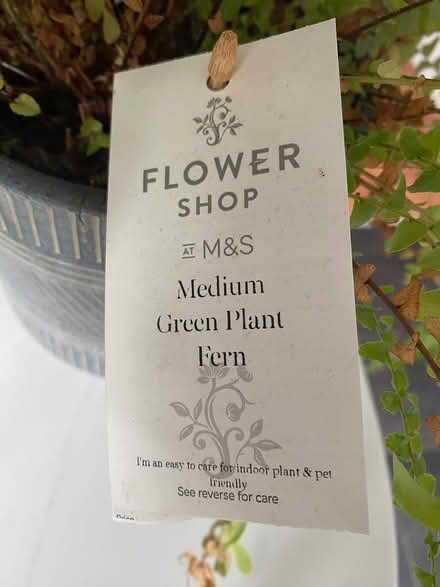 Photo of free Fern plant (indoor) (Horsham) #3