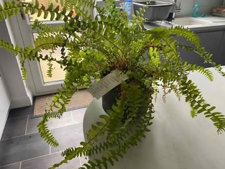 Photo of free Fern plant (indoor) (Horsham) #1