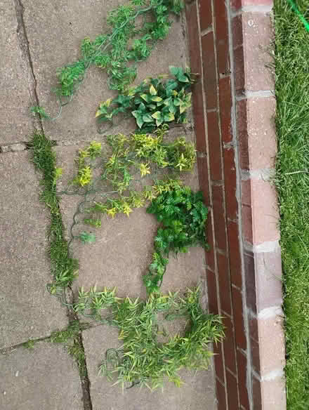 Photo of free Bag of plastic viv plants (Dudbridge GL5) #1