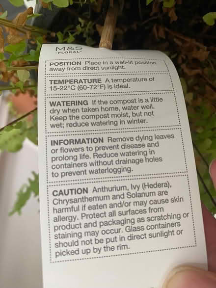 Photo of free Fern plant (indoor) (Horsham) #2