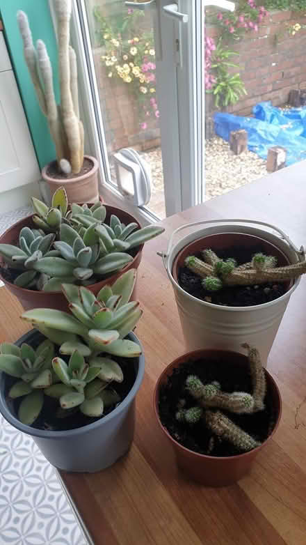 Photo of free Houseplants (Paignton) #1