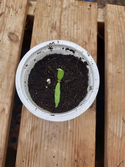 Photo of free AWAITING COLLECTION Aubergine seedling (Caldecott OX14) #1